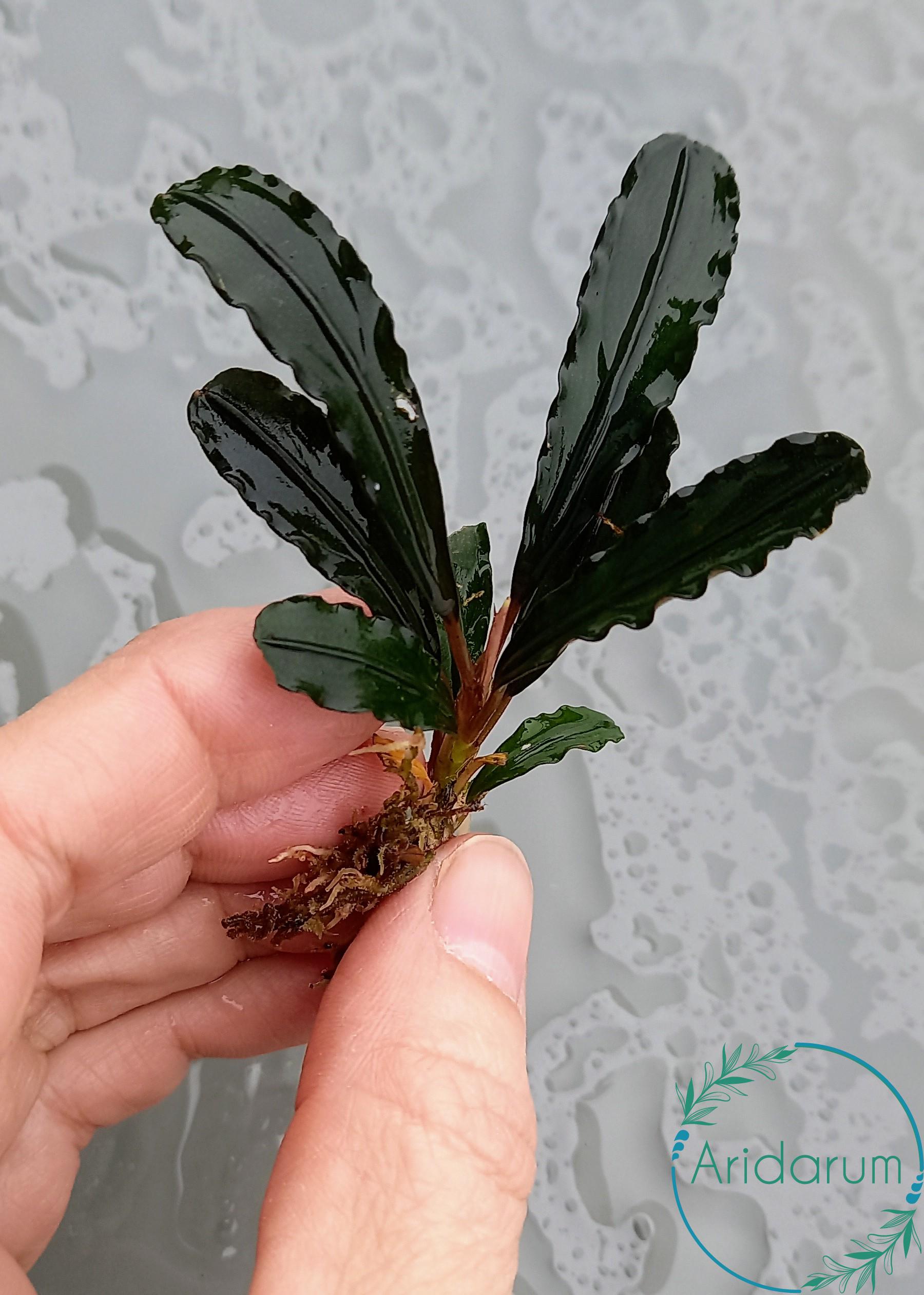 Bucephalandra Godzilla